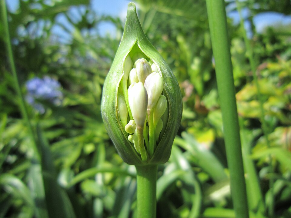 Agapanthus begin bloom
