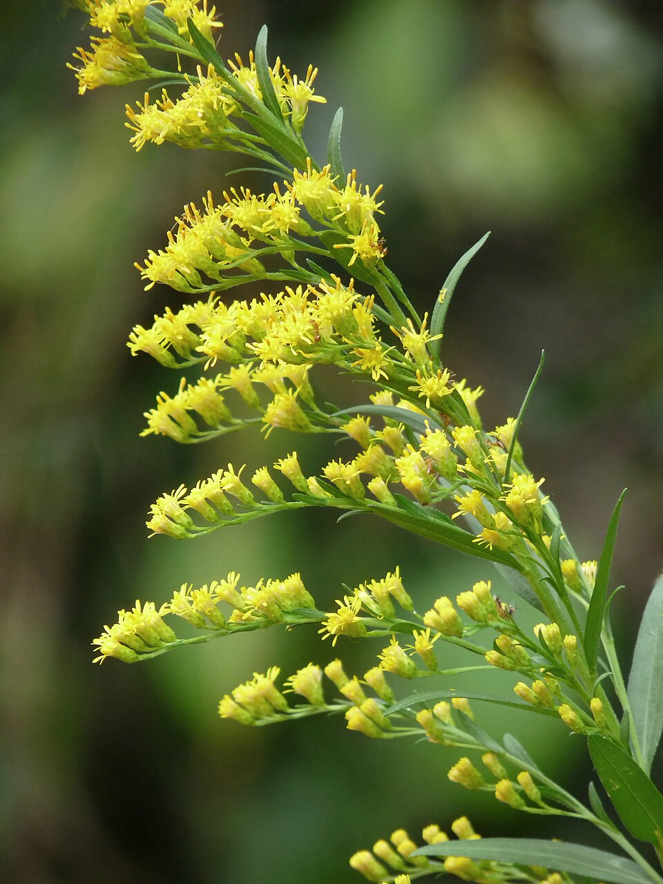 Solidago canadensis at Kadavoor