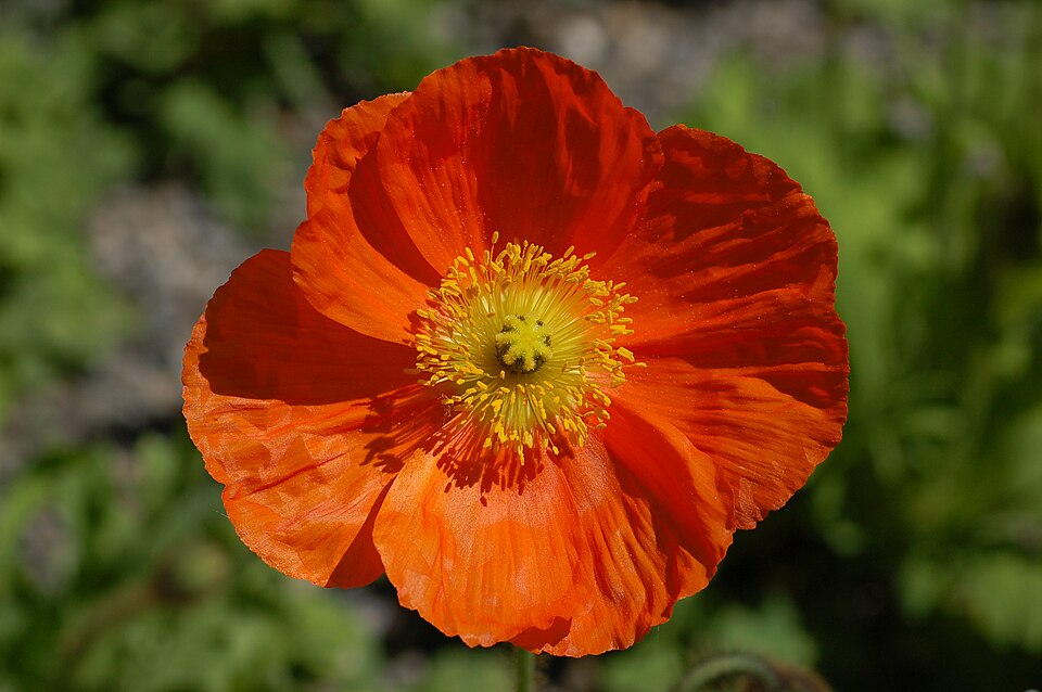 Iceland Poppy Papaver nudicaule 'Champagne Bubbles' Orange Flower