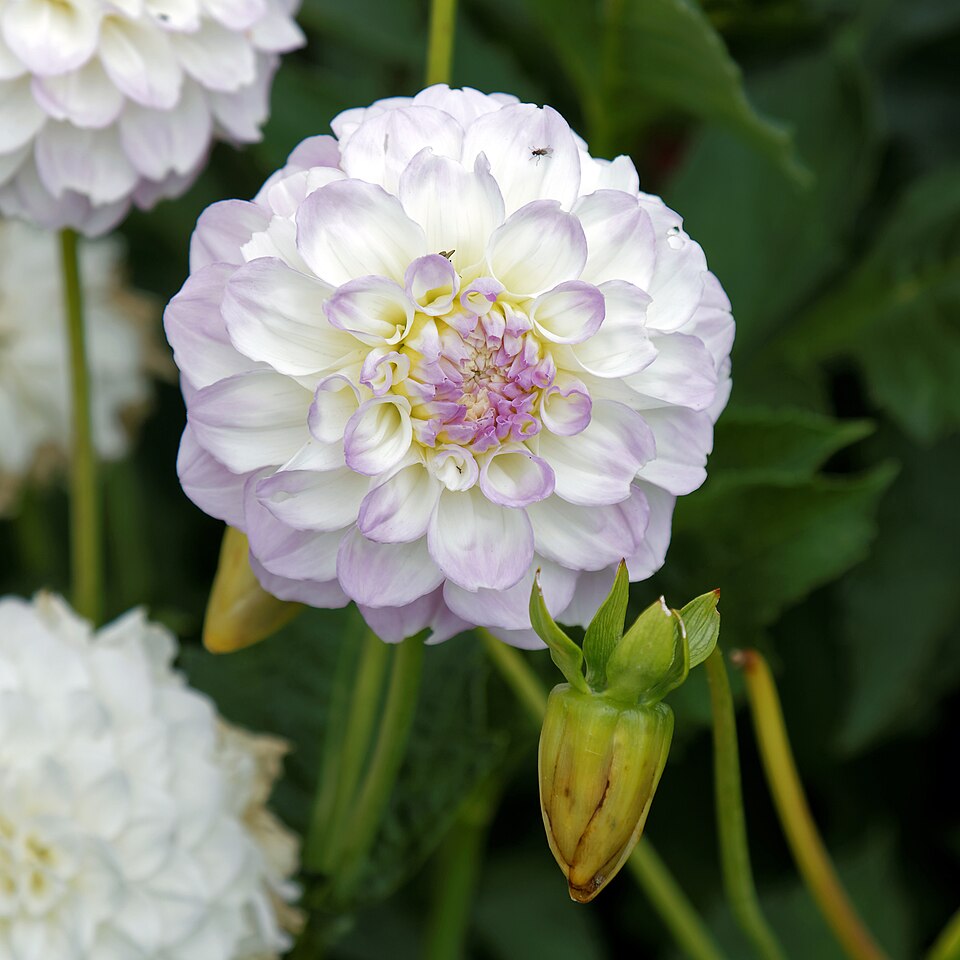 Ball Dahlia
