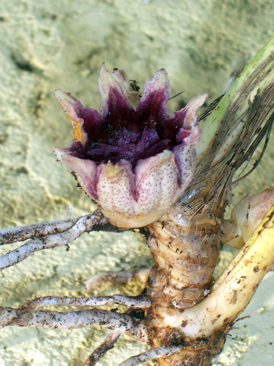 Aspidistra flower