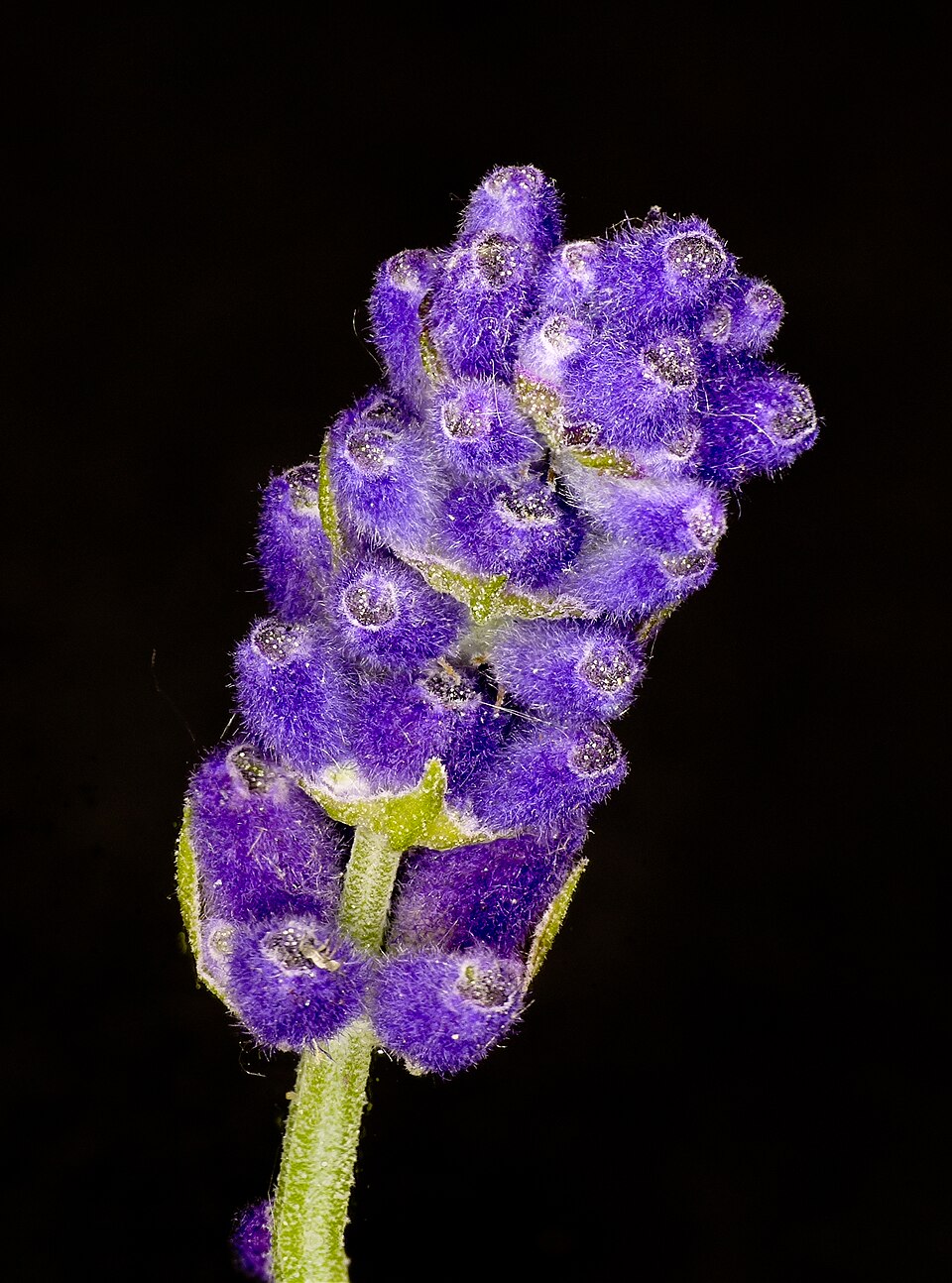 Lavandula angustifolia lavender Lavendel