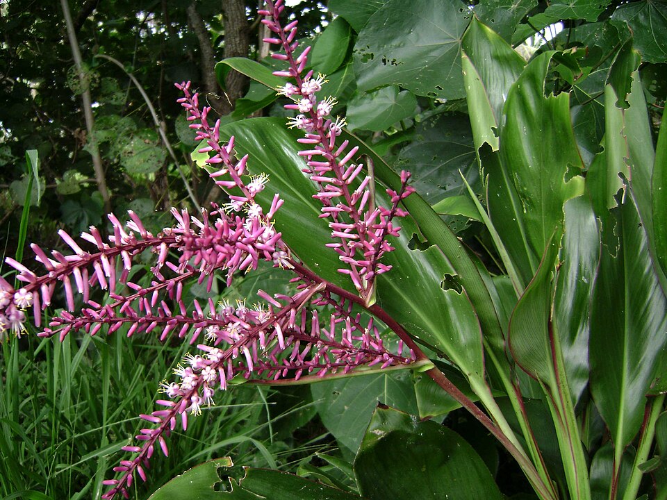 Cordyline fruticosa, flowering