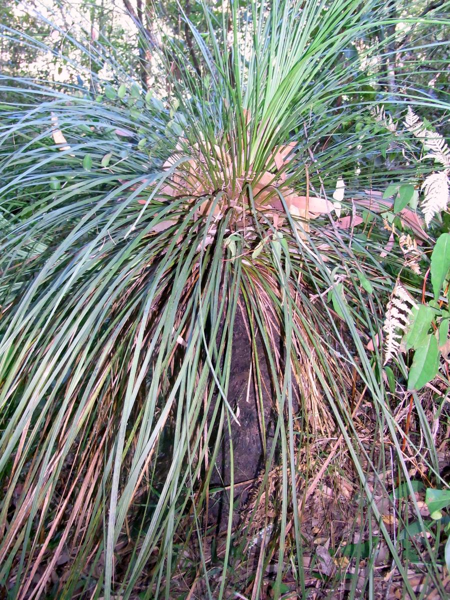 Xanthorrhoea Chatswood West