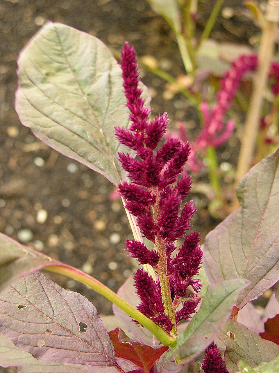 Amaranthus cruentus 'Oeschberg' Flower 1200px