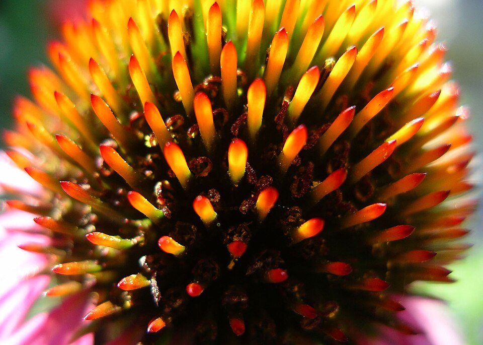 Echinacea-purpura-flower-closeup