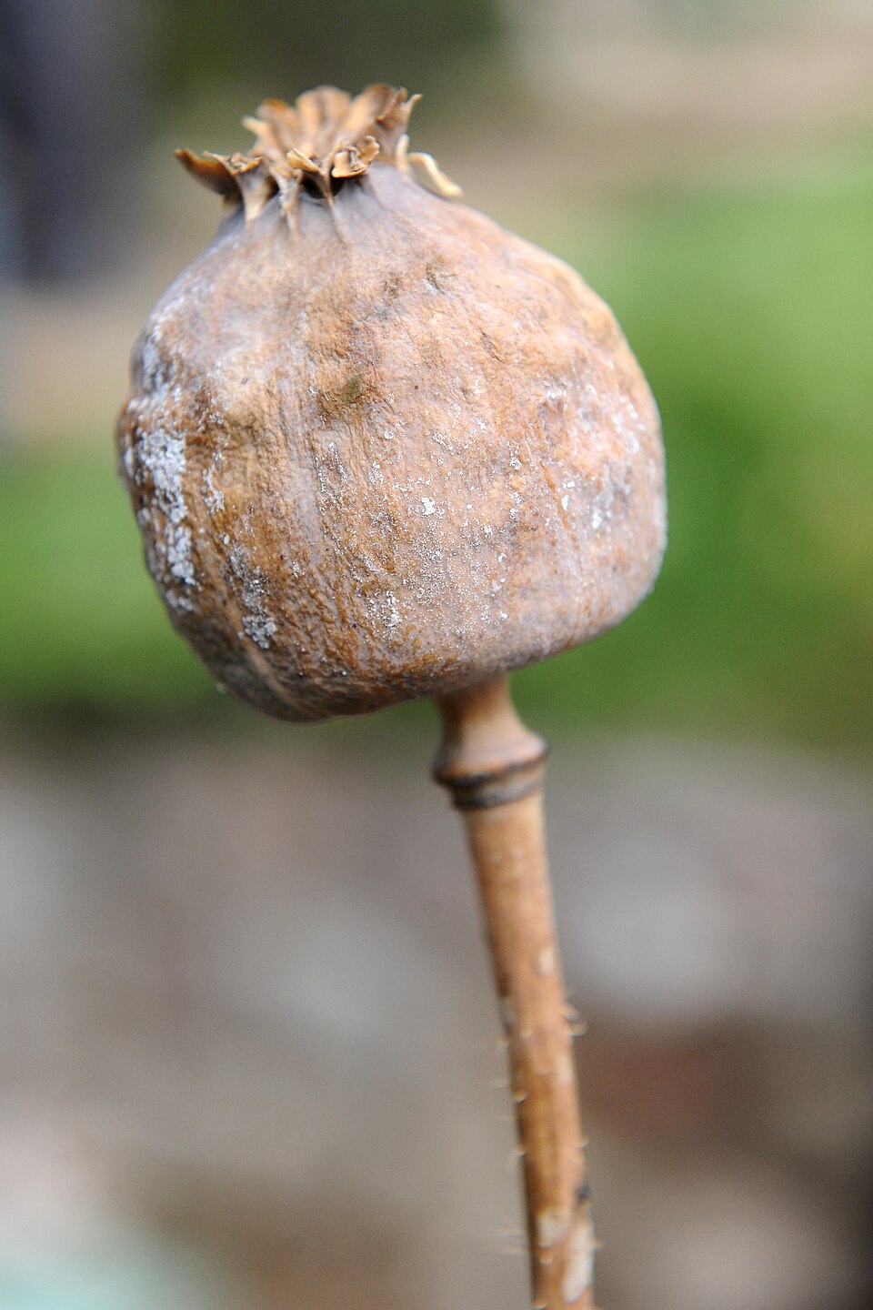 Poppy seed capsule