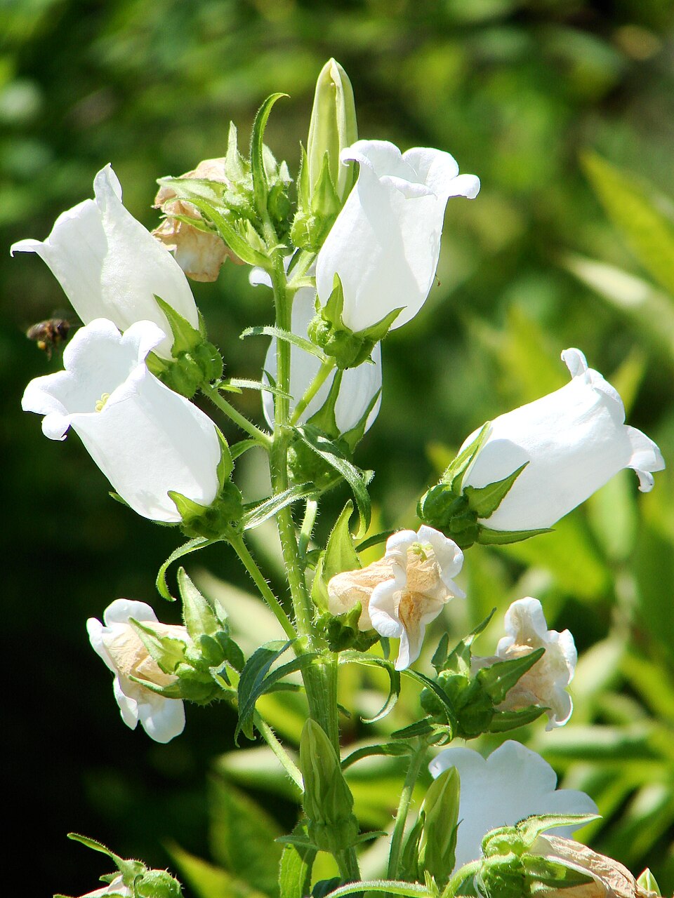 Campanula medium flowers