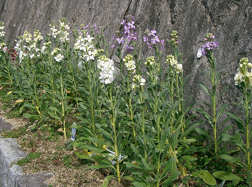 Matthiola incana7