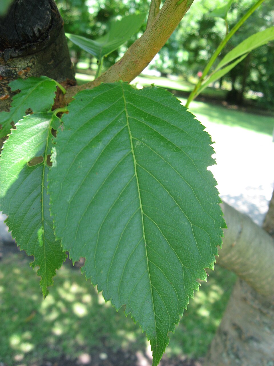 PrunusSerrulataLeaf