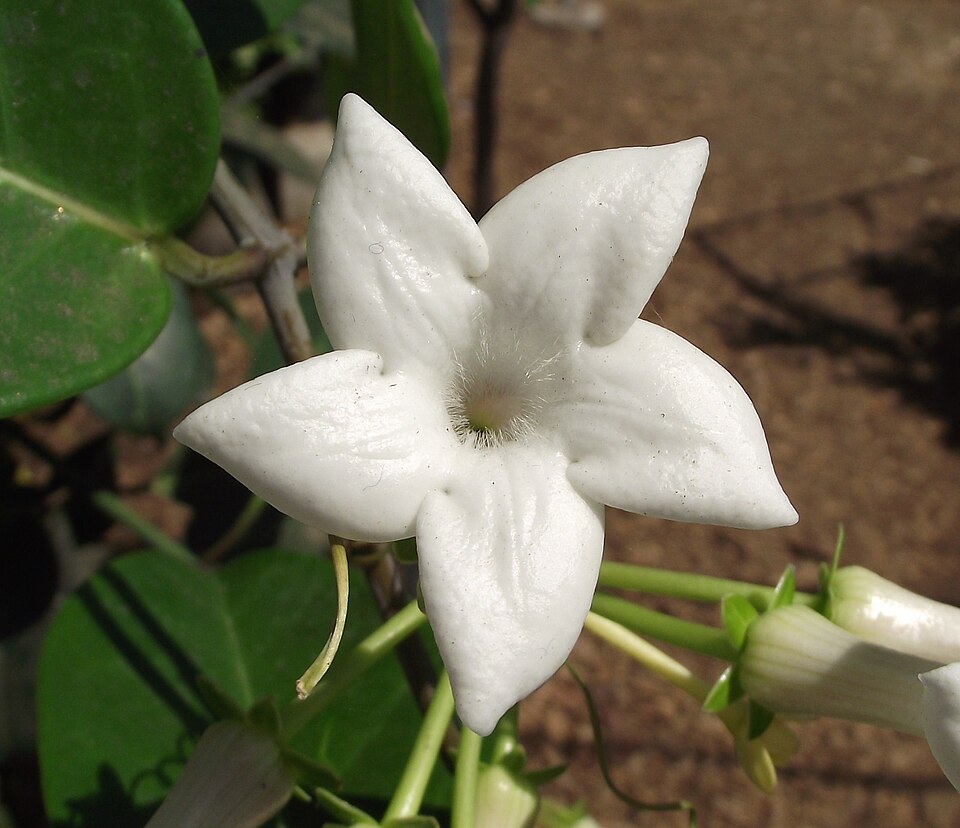 Stephanotis floribunda