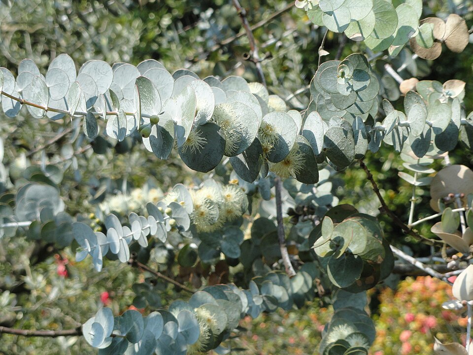 Eucalyptus pulverulenta - Isola Madre (Stresa) - DSC03264