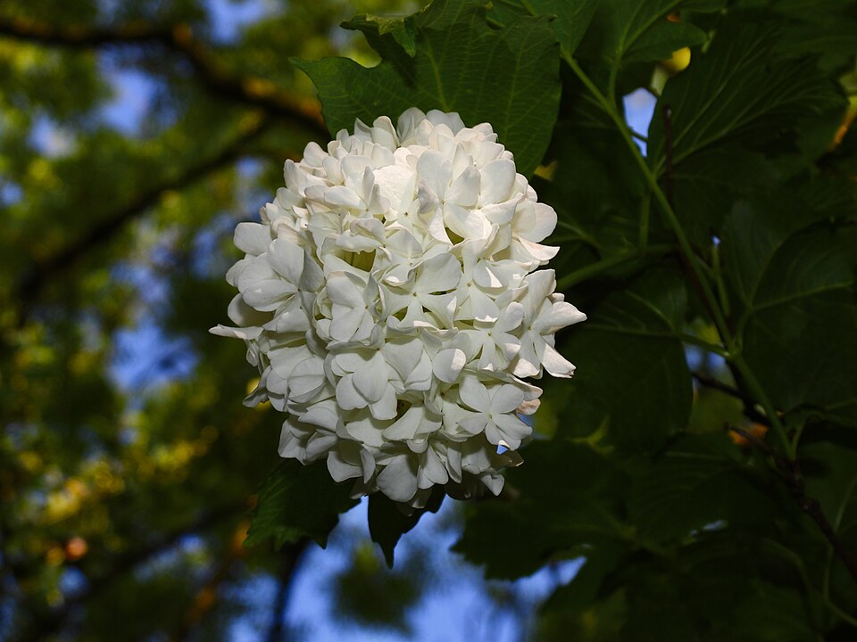 A white bunch of hanging inflorescence of the guelder-rose (Viburnum opulus)