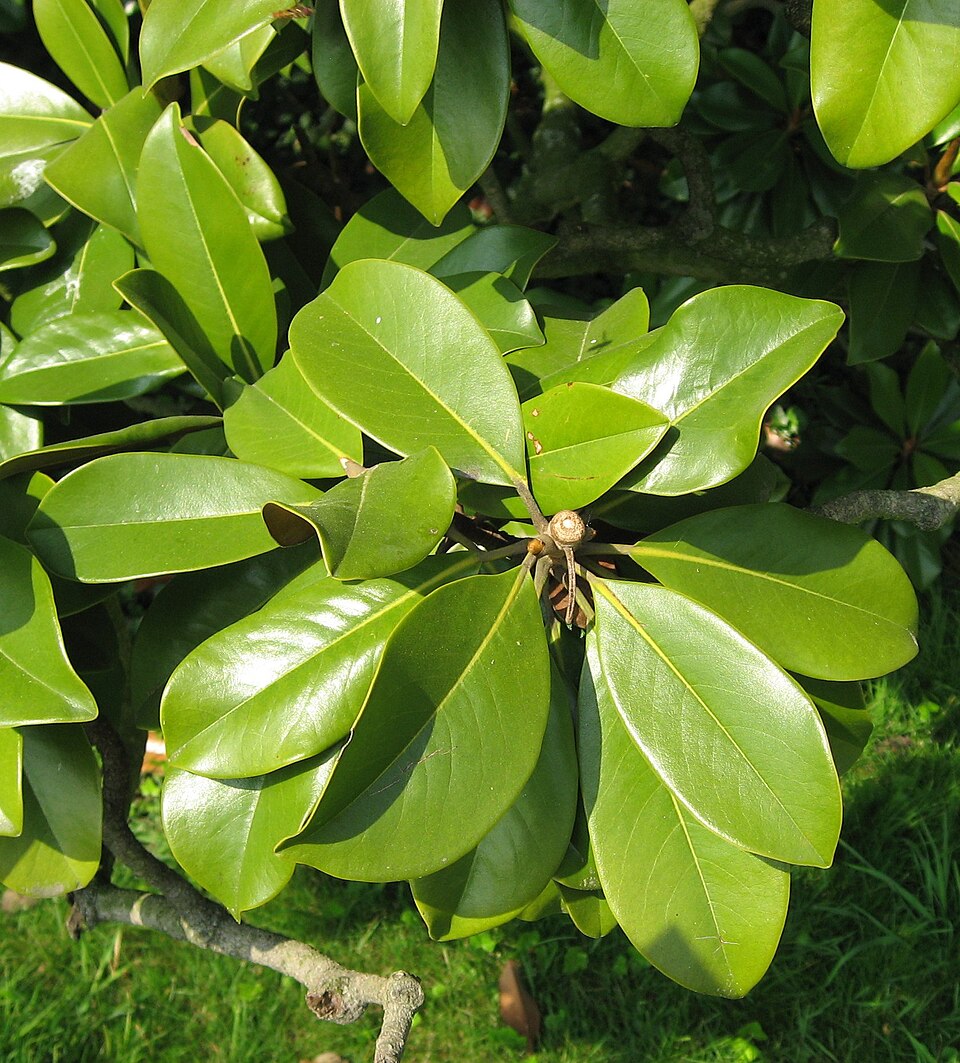 Magnolia grandiflora leaves by Line1