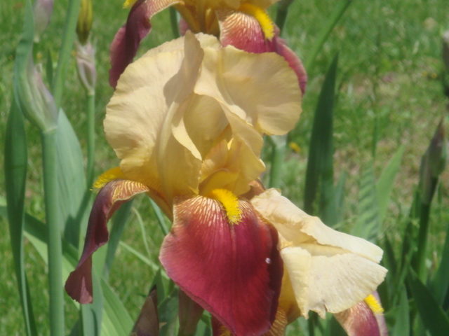 Blatant Iris May