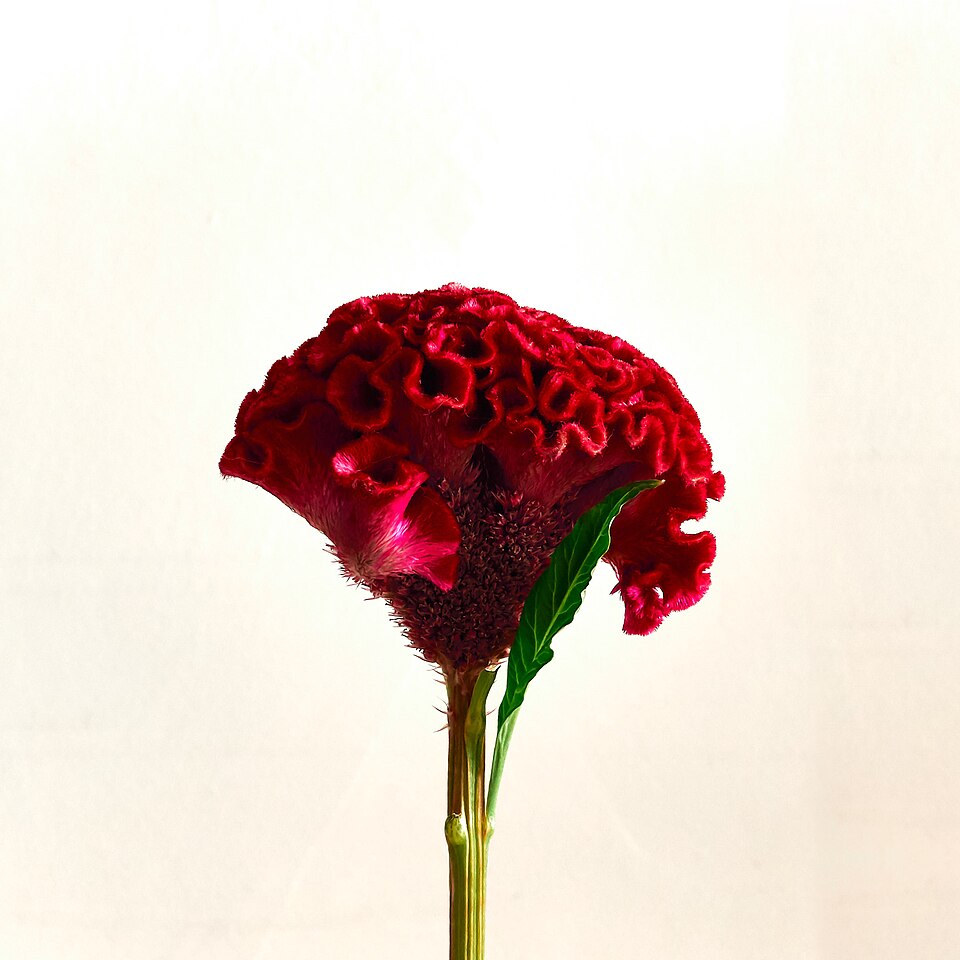 Red Cocksomb Celosia