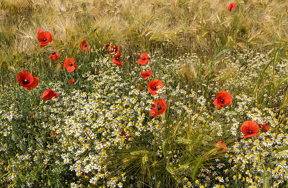Chamomile — botanical study