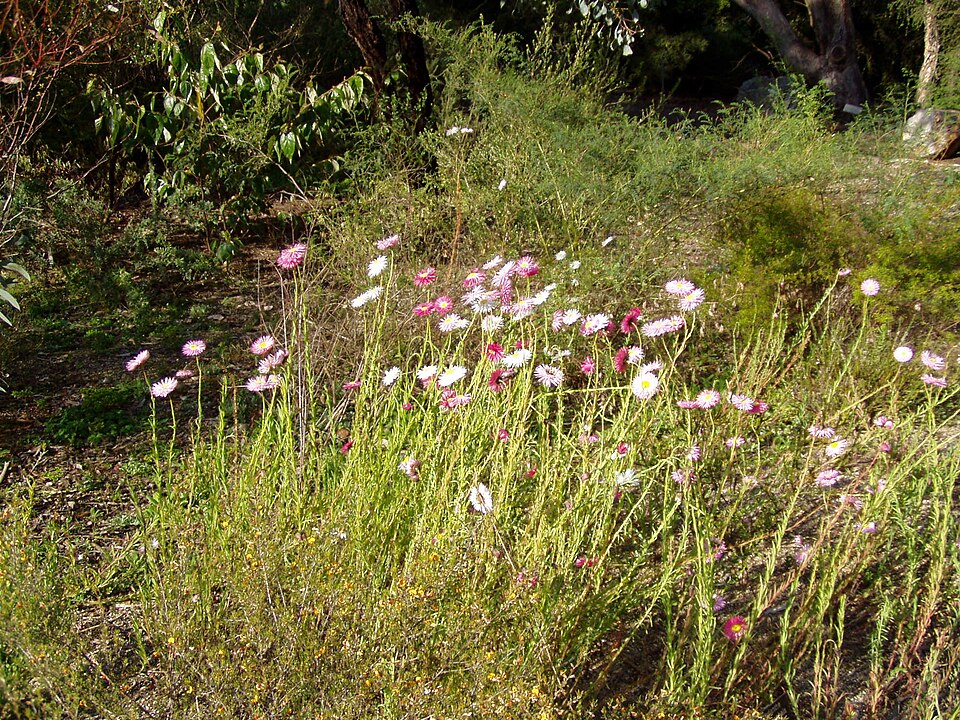 Rhodanthe chlorocephala rosea