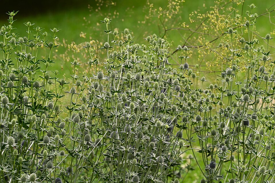 Eryngium planum kz19