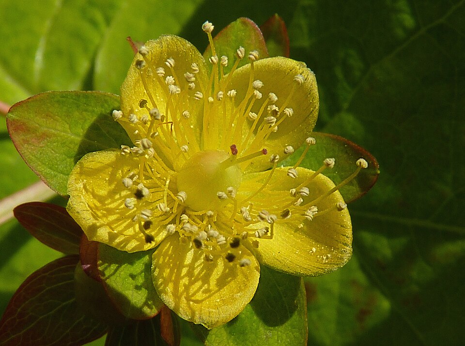 Hypericum inodorum 'Golden Beacon' J1