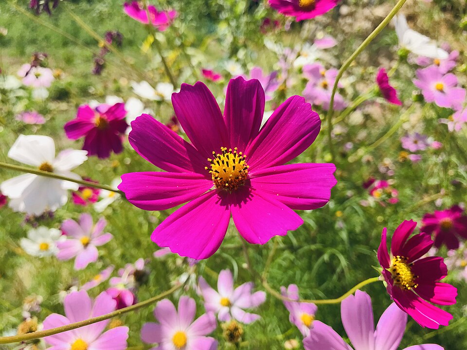 Cosmos bipinnatus flowers in Sivas, Turkey