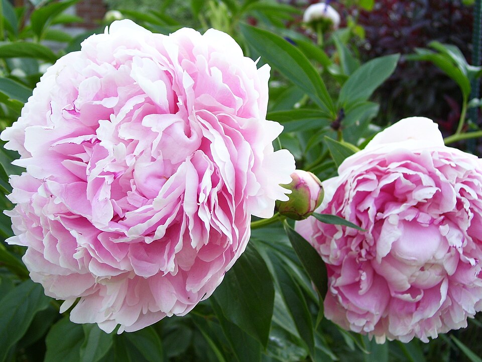 Paeonia lactiflora 'Sarah Bernhardt