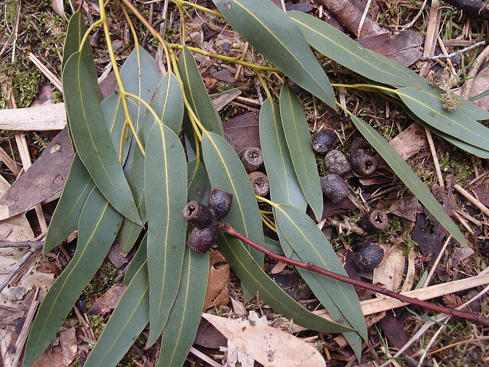 Eucalyptus glaucescens foliage and fruit