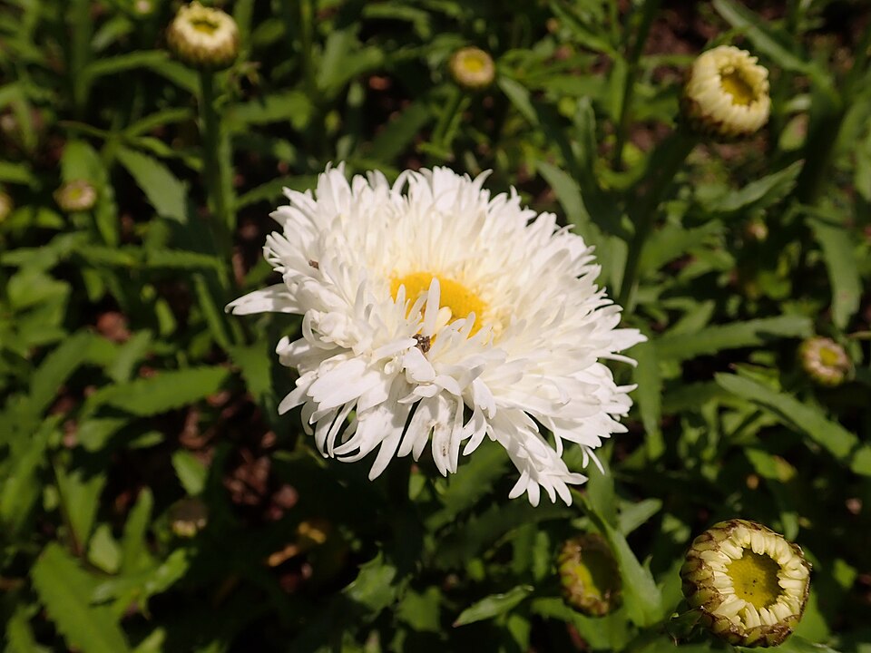 Leucanthemum superbum Aglaia