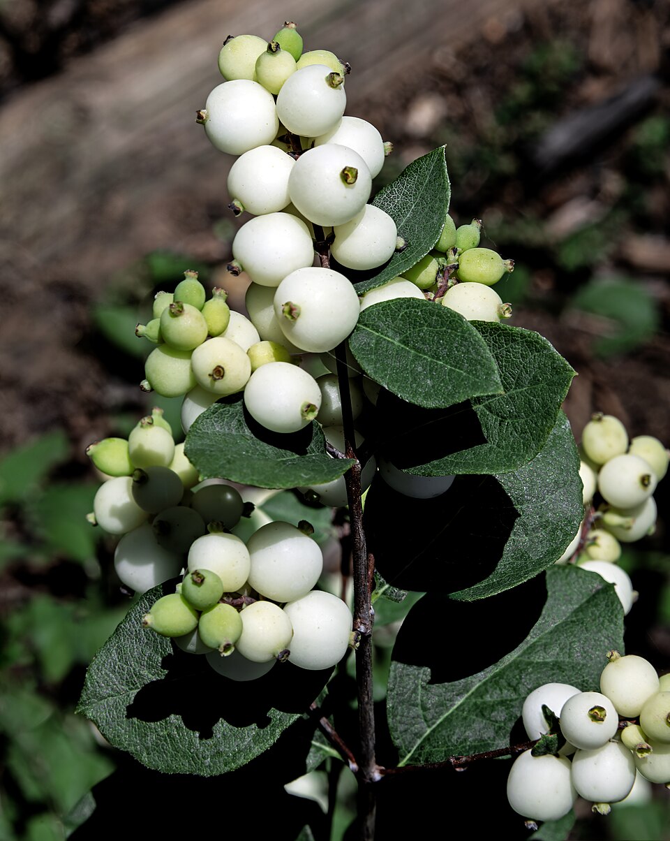 Snowberry — botanical study