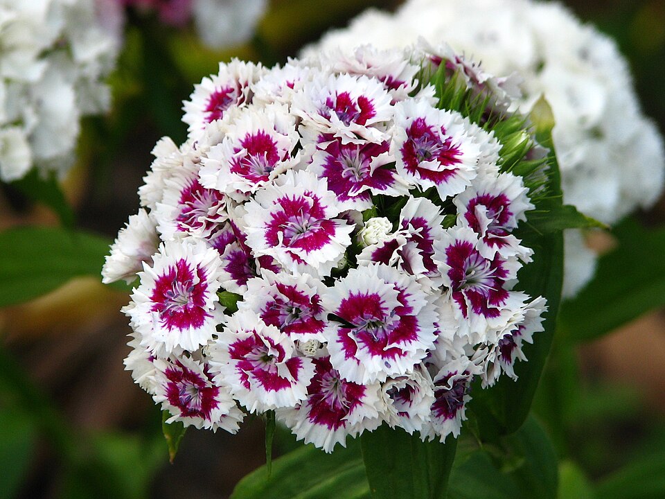 Flowering sweet William — a comparison with the Green Trick form