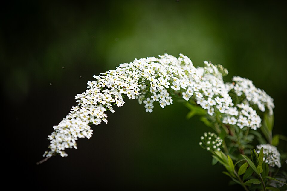 Spiraea 'Grefsheim'