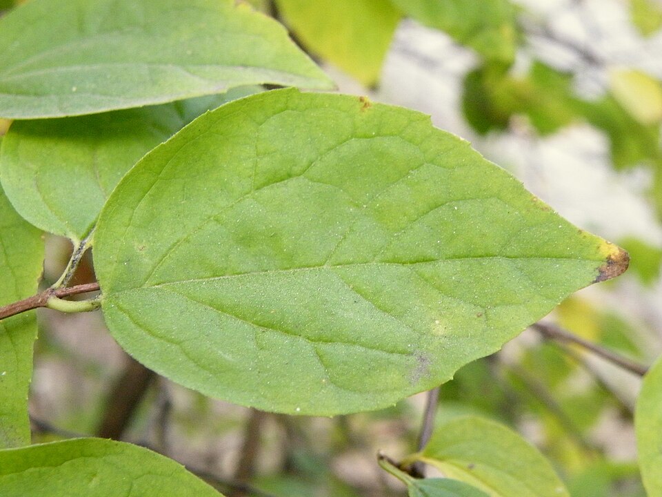 Philadelphus coronarius