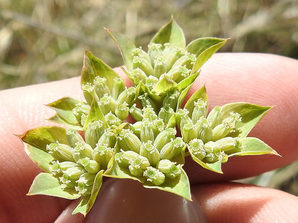 Bupleurum rotundifolium flower
