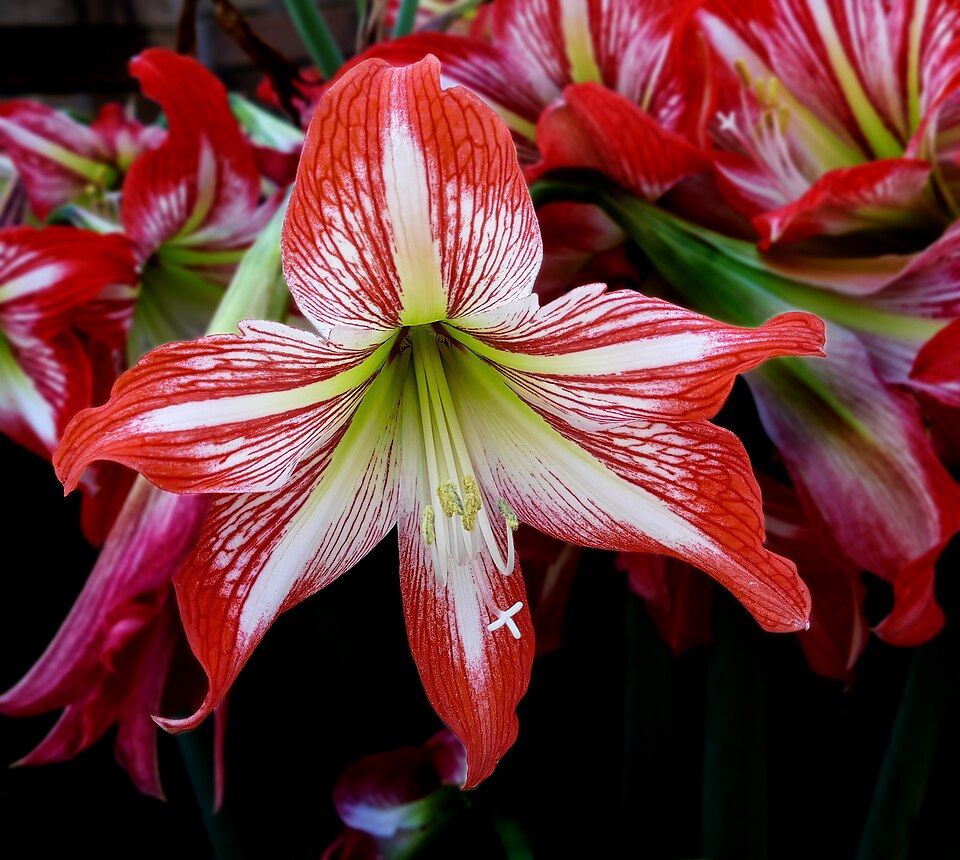 Amaryllis -- Hippeastrum correiense