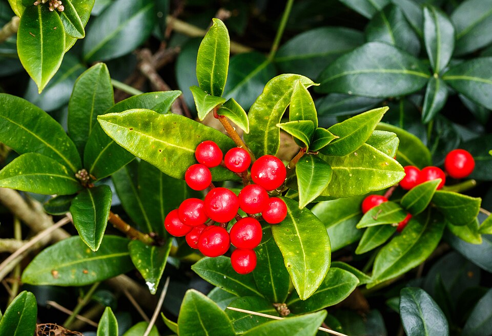 Vrouwelijke Skimmia japonica