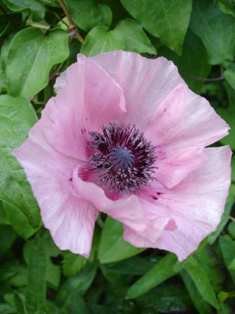 PapaverPapillion1a.UME