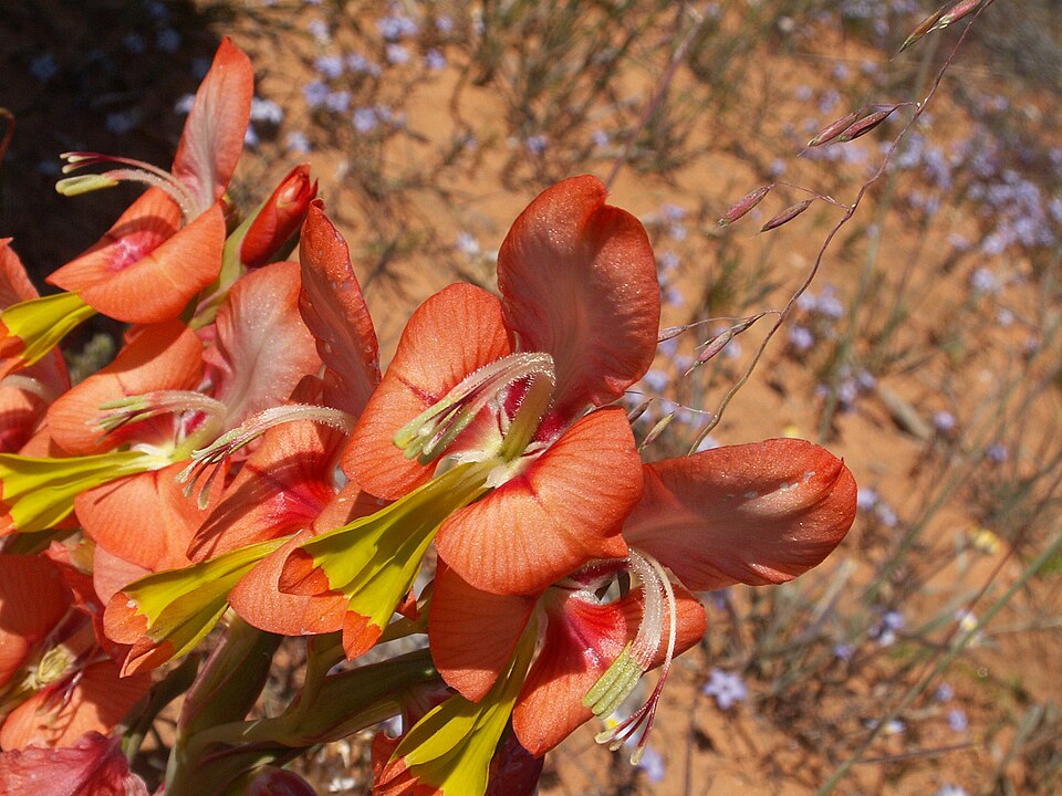 Gladiolus alatus nah
