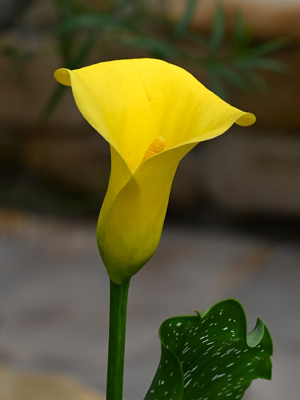 Zantedeschia elliottiana kz02
