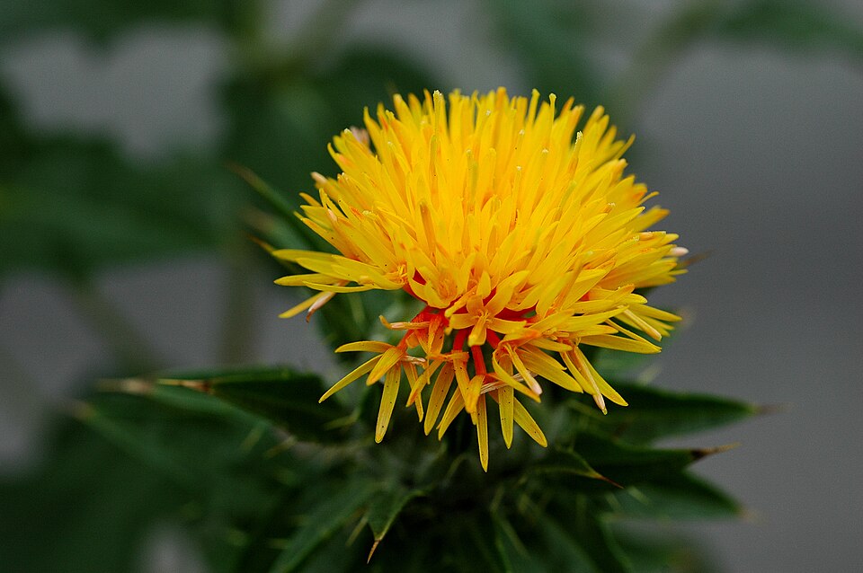 Carthamus tinctorius 050709a