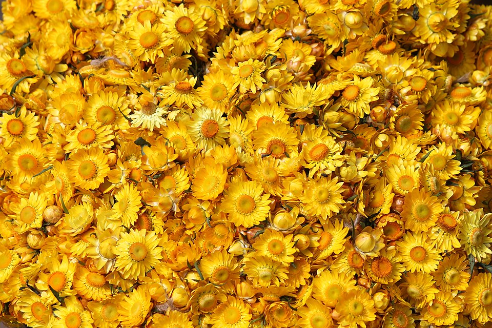 Xerochrysum bracteatum Everlasting flower from Ooty, India