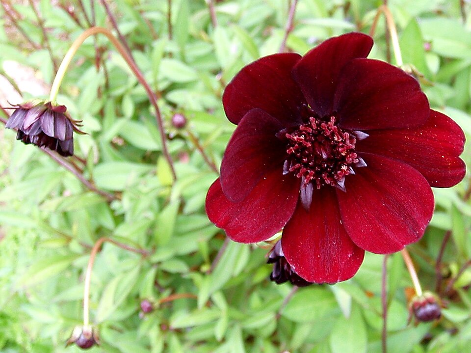 Cosmos atrosanguineus