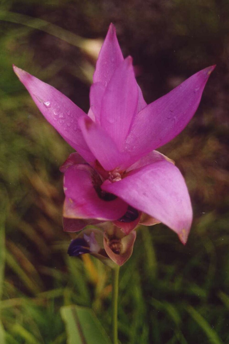 Curcuma alismatifolia1