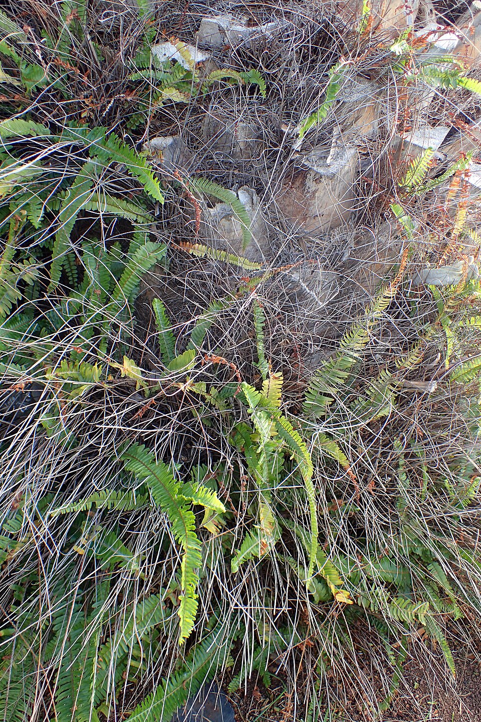 Nephrolepis exaltata kz2