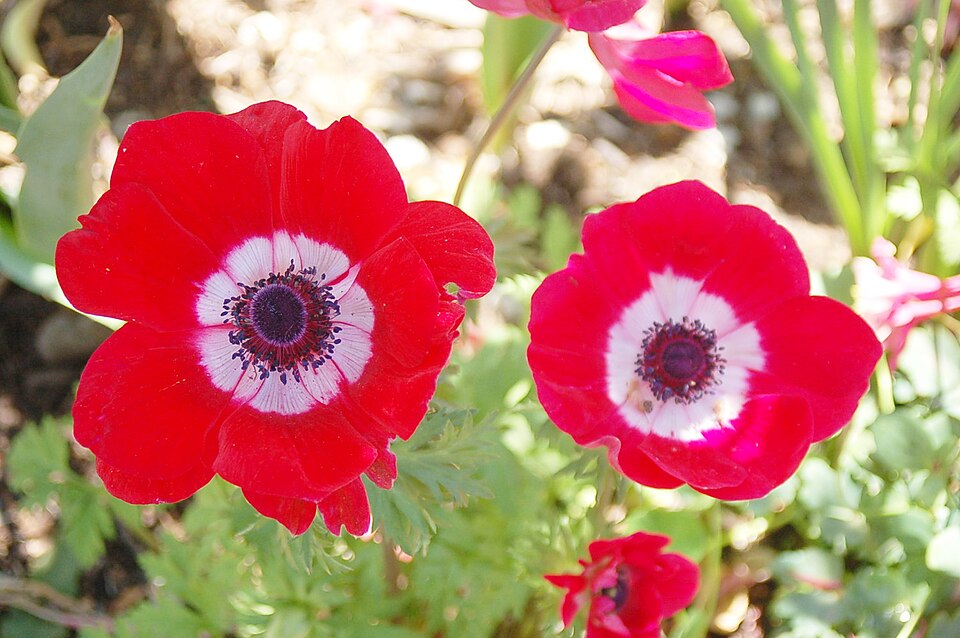 Red and white cut anemones