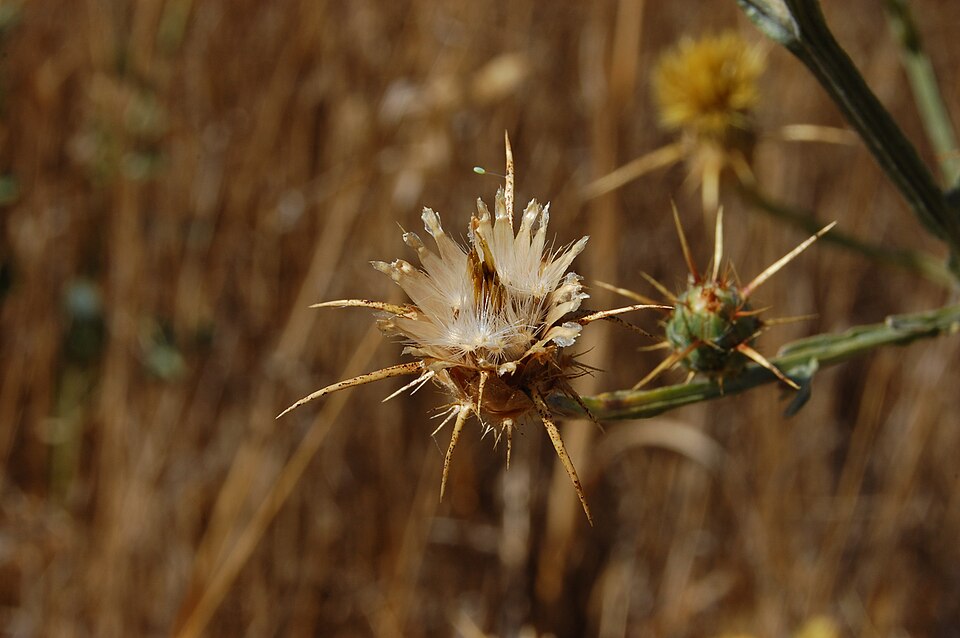 Dried saffron thistle seed heads