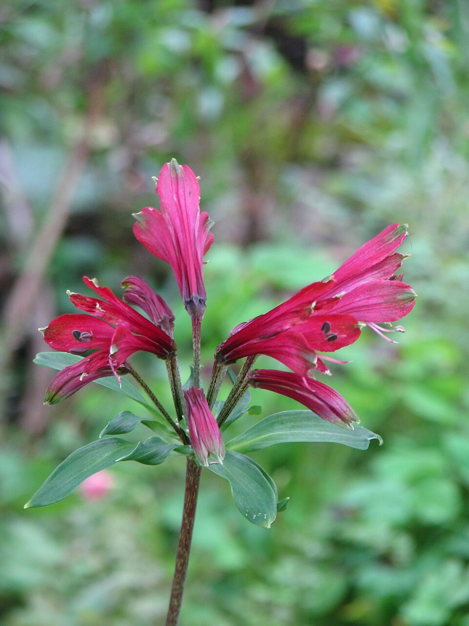 Alstroemeria brasiliensis - Flickr - peganum