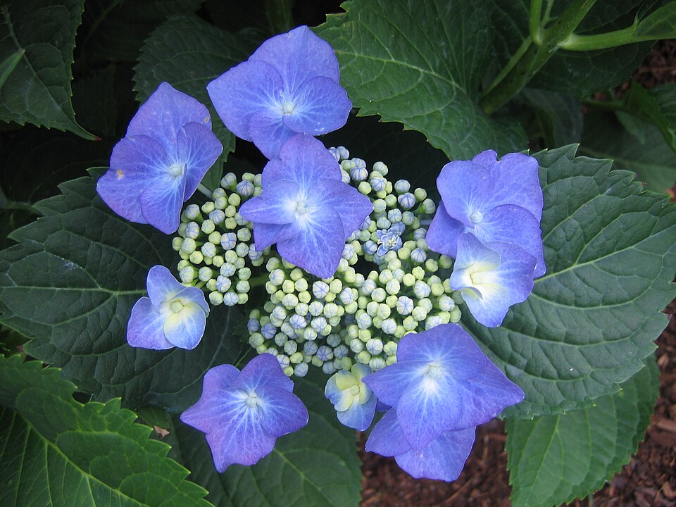 Hydrangea MacrophyllaTaube