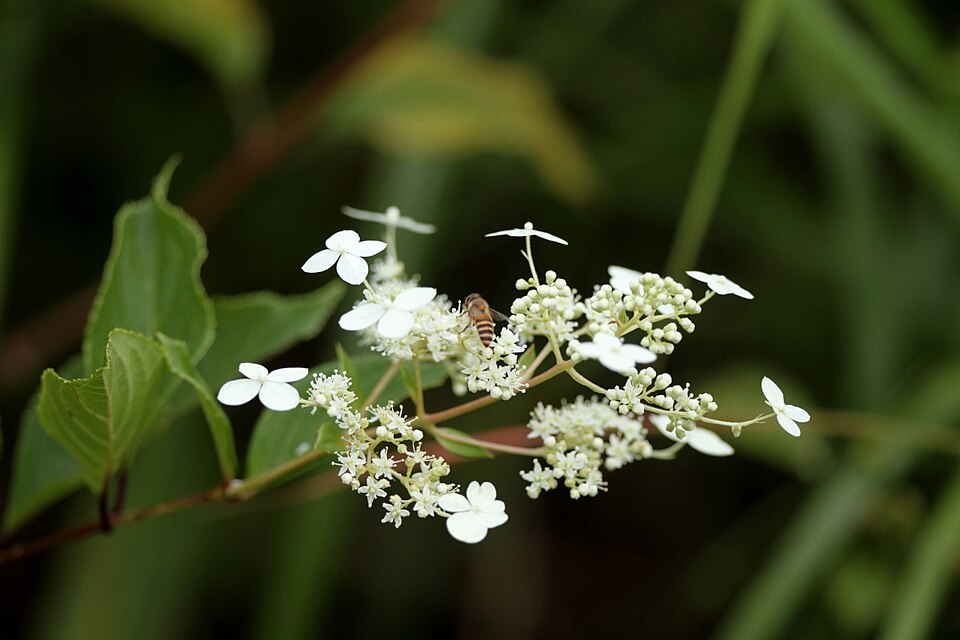 Hydrangea paniculata - flower view