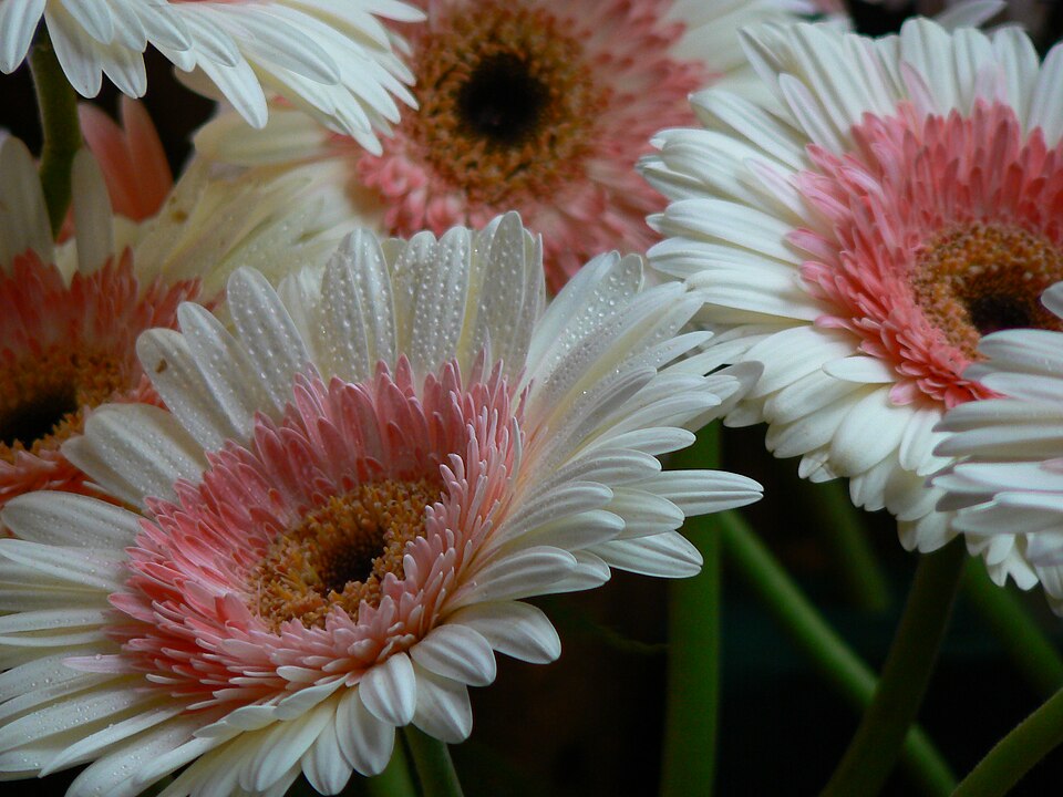 Gerbera Daisy