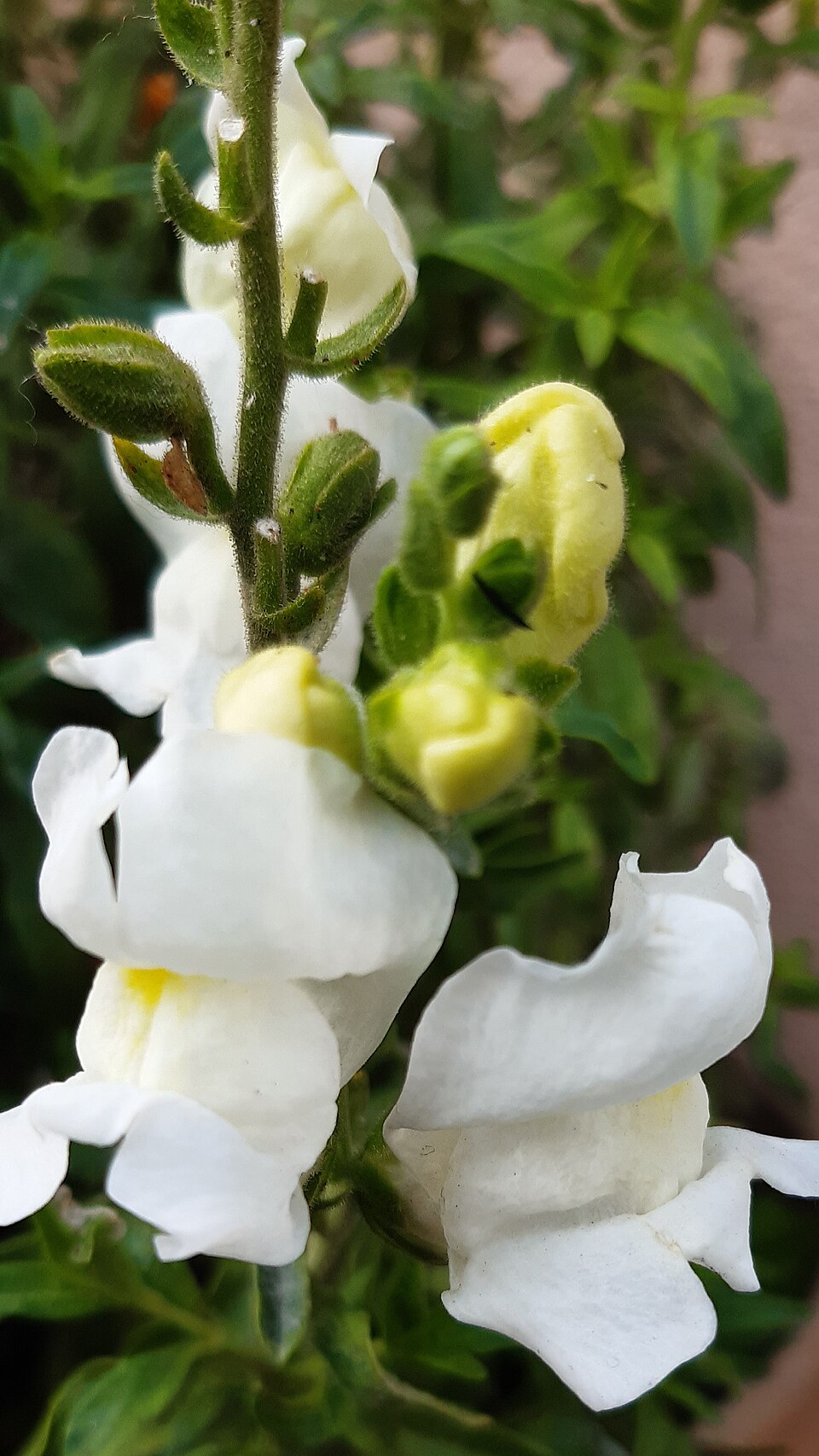 White-Snapdragon-Flower(Antirrhinum majus)
